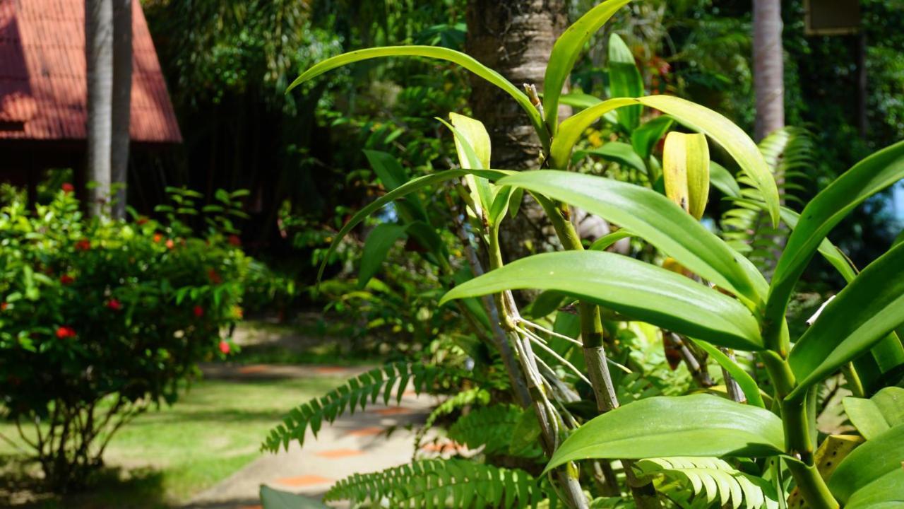 Morning Star Resort Baan Tai Eksteriør bilde